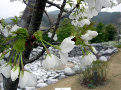 万葉文化館の大島桜